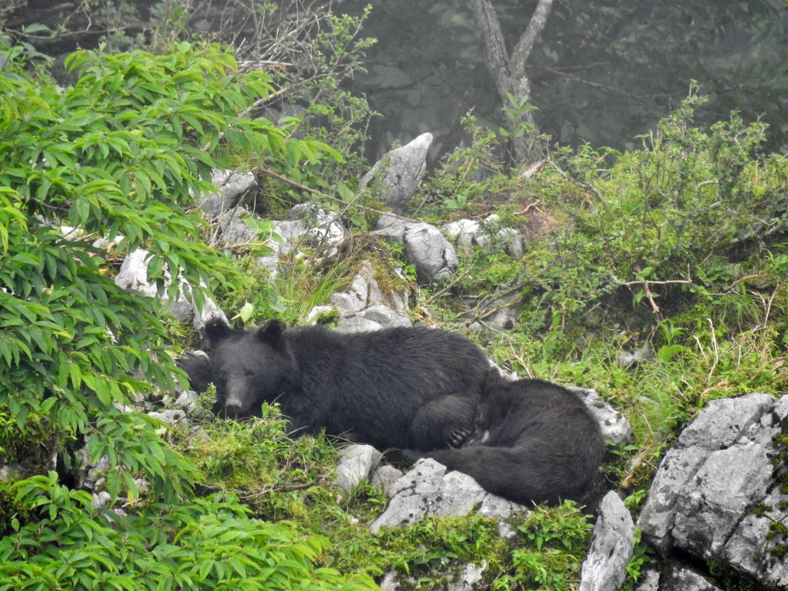 Conheça vida selvagem no Japão sob o olhar de uma brasileira