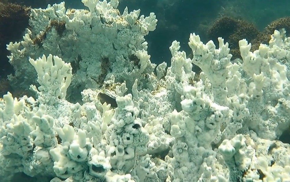Coral completamente branco em área de proteção ambiental entre Pernambuco e Alagoas — Foto: Reprodução/Projeto Recifal