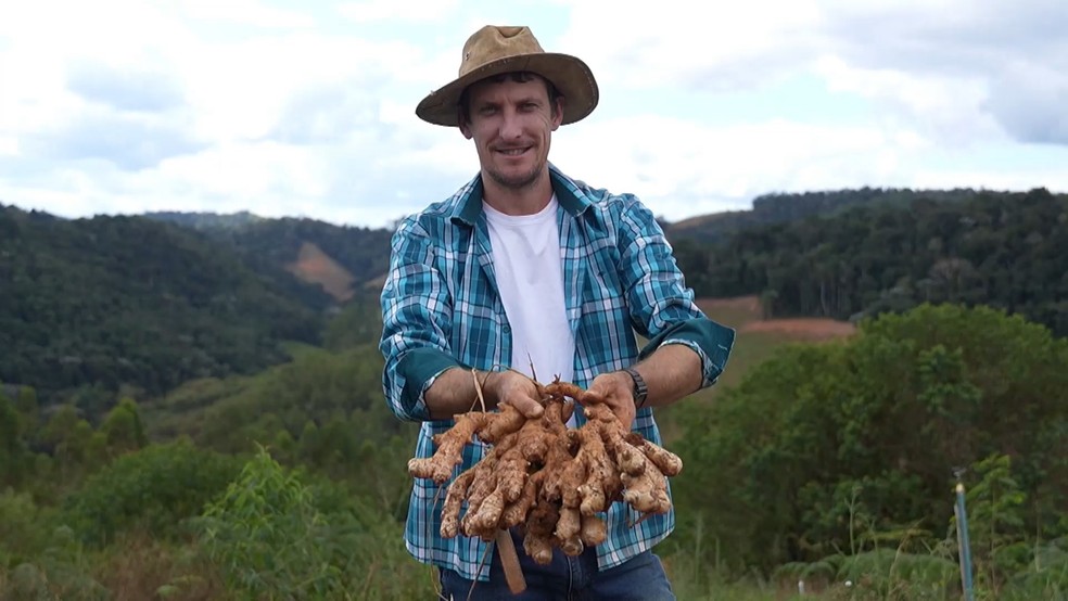 Alexandre Abelz melhorou geneticamente o gengibre produzido em sua proreidade. — Foto: TV Gazeta