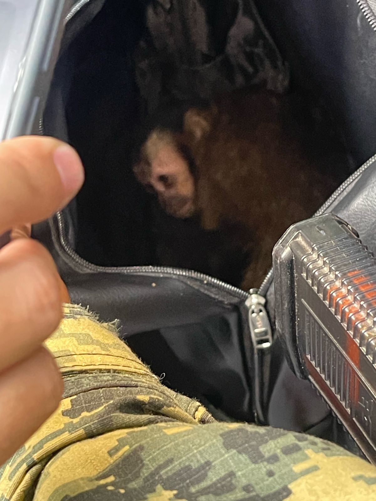 Casal é preso após capturar macaco-prego no Parque Nacional da Tijuca