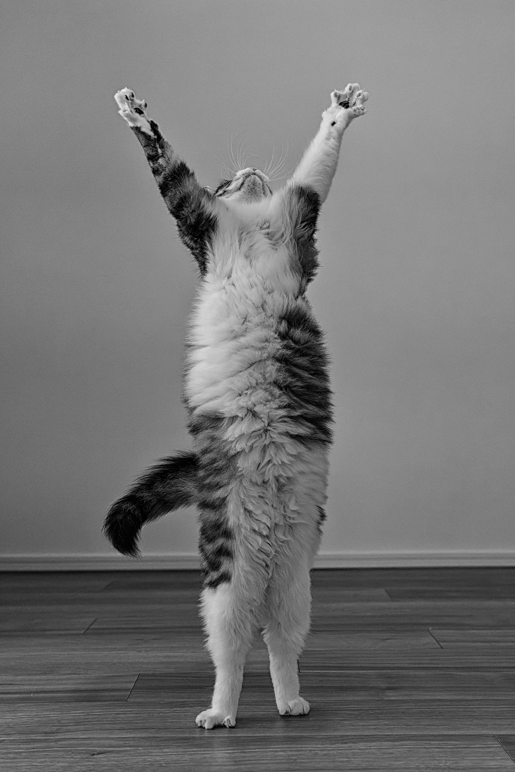 'Vitória', finalista do Comedy Pet Photo Awards — Foto: Kazutoshi Ono/Comedy Pets