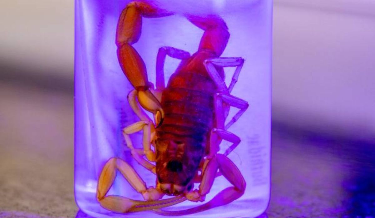 Escorpião de clima quente é identificado pela primeira vez no Sul do Brasil