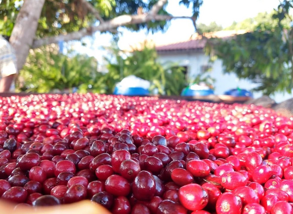 Conhe&ccedil;a a cooperativa que ajudou a transformar o robusta amaz&ocirc;nico em caf&eacute; premiado &mdash; Foto: Reprodu&ccedil;&atilde;o/LaCoop Amaz&ocirc;nia