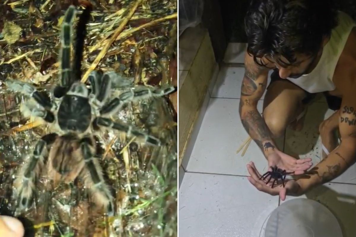 Família se assusta ao ver uma das maiores aranhas do mundo subindo pela parede de casa em SP; VÍDEO