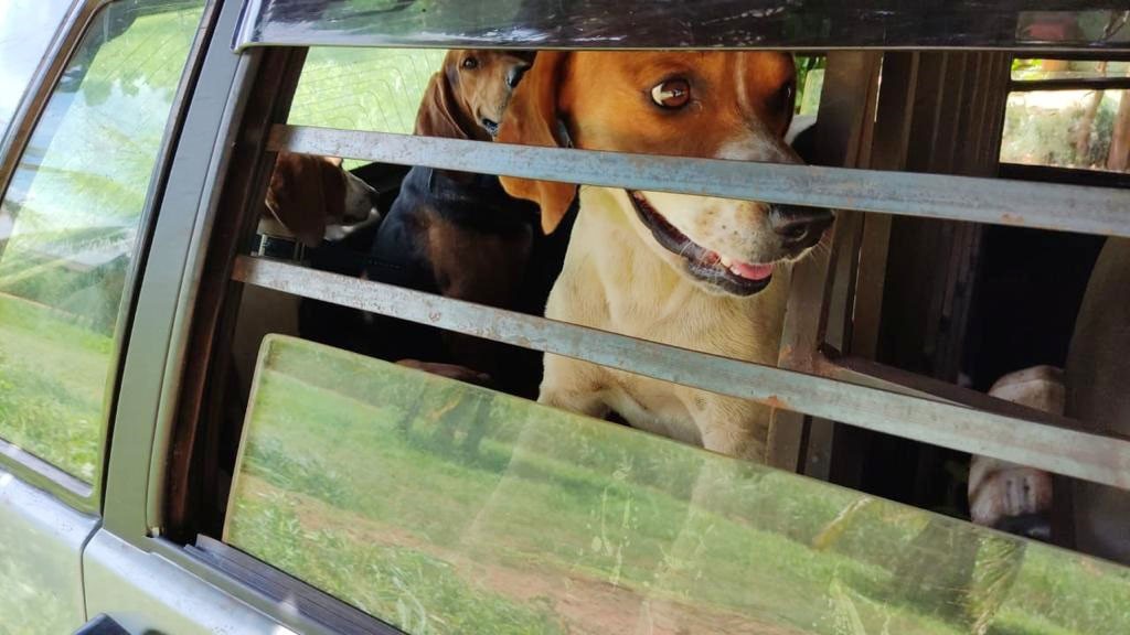 Com cães americanos preparados com colar de GPS, caçador ilegal de javali é interceptado pela Polícia Ambiental em Taciba