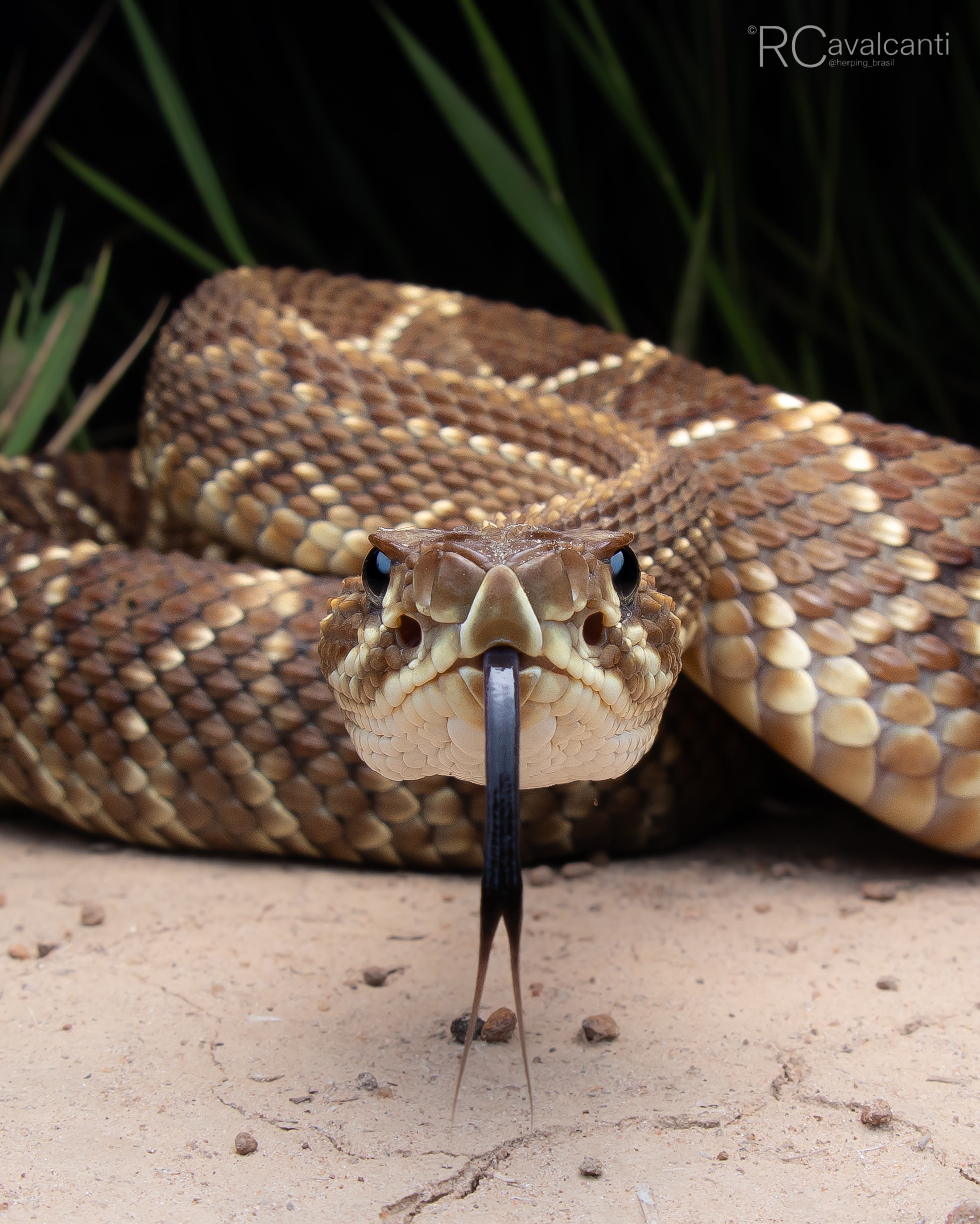Cara a cara com serpentes: os bastidores de quem fotografa alguns dos animais mais temidos