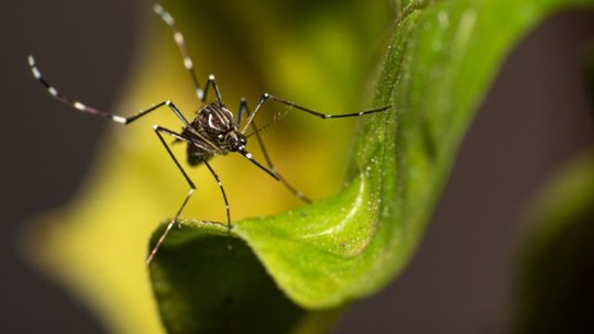 Ministério da Saúde incorpora vacina da dengue ao SUS - Foto: (GETTY IMAGES)