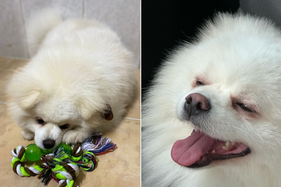 Cachorro morreu após passar por banho e tosa em pet shop em Praia Grande (SP) — Foto: Arquivo Pessoal