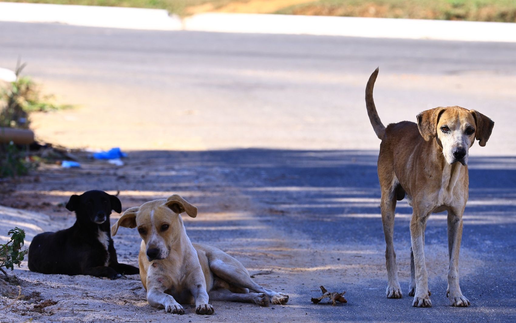 Prefeitura de Goiânia oferece castração gratuita de cães e gatos; veja como participar