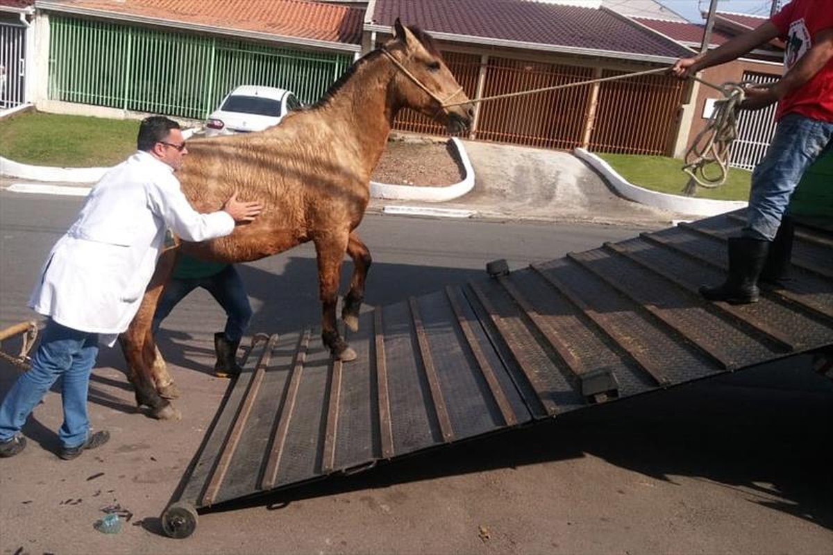 Cavalo usado para puxar carroça é