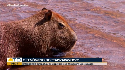 Capivaras conquistam admiradores e são fenômeno de carisma e simpatia