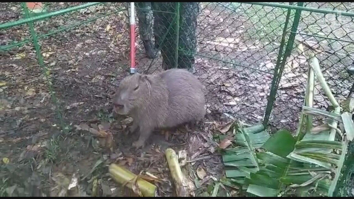 Vídeo mostra tentativa de socorrer uma capivara que ratejava pela