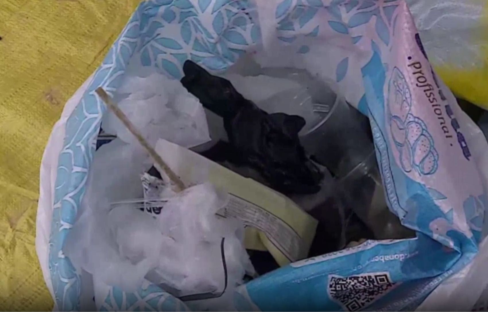 Limpeza de praias em Sergipe: voluntários retiram 300 kg de lixo | G1