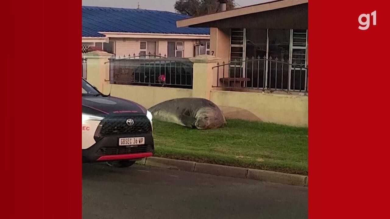 VÍDEO: Elefante-marinho aparece em bairro da África do Sul e mobiliza resgate