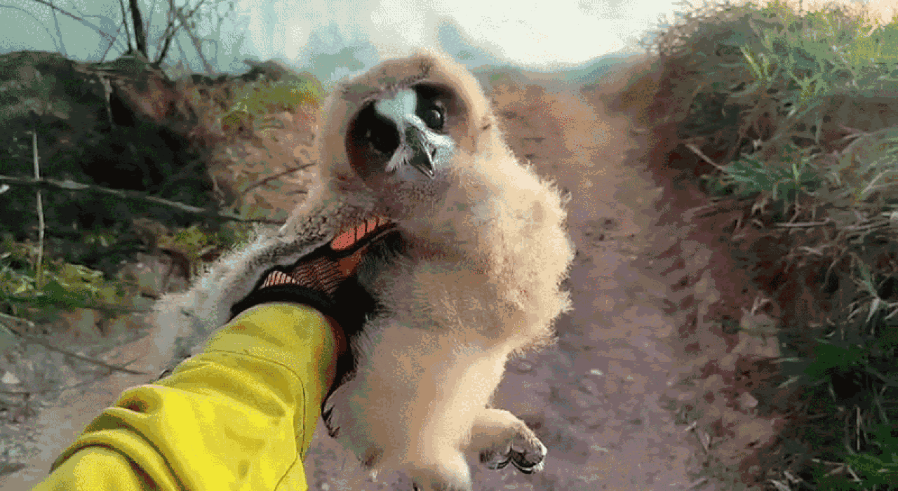 VÍDEO: filhotes de coruja são encontrados vivos durante combate a incêndio no interior de SP 