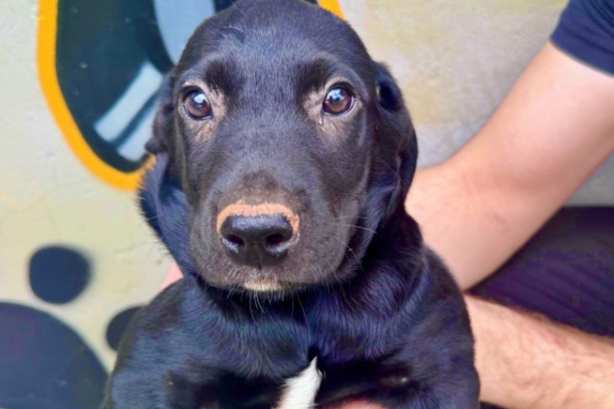 Adoção responsável de cães do abrigo municipal garante ingressos de cinema em Presidente Prudente; confira