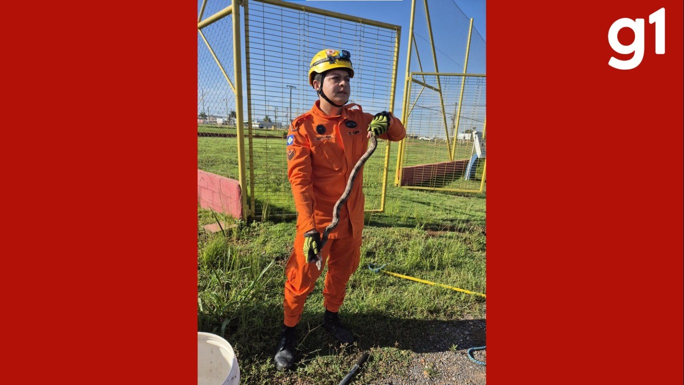 Jiboia cinza assusta trabalhadores e é resgata em rodovia de MT 