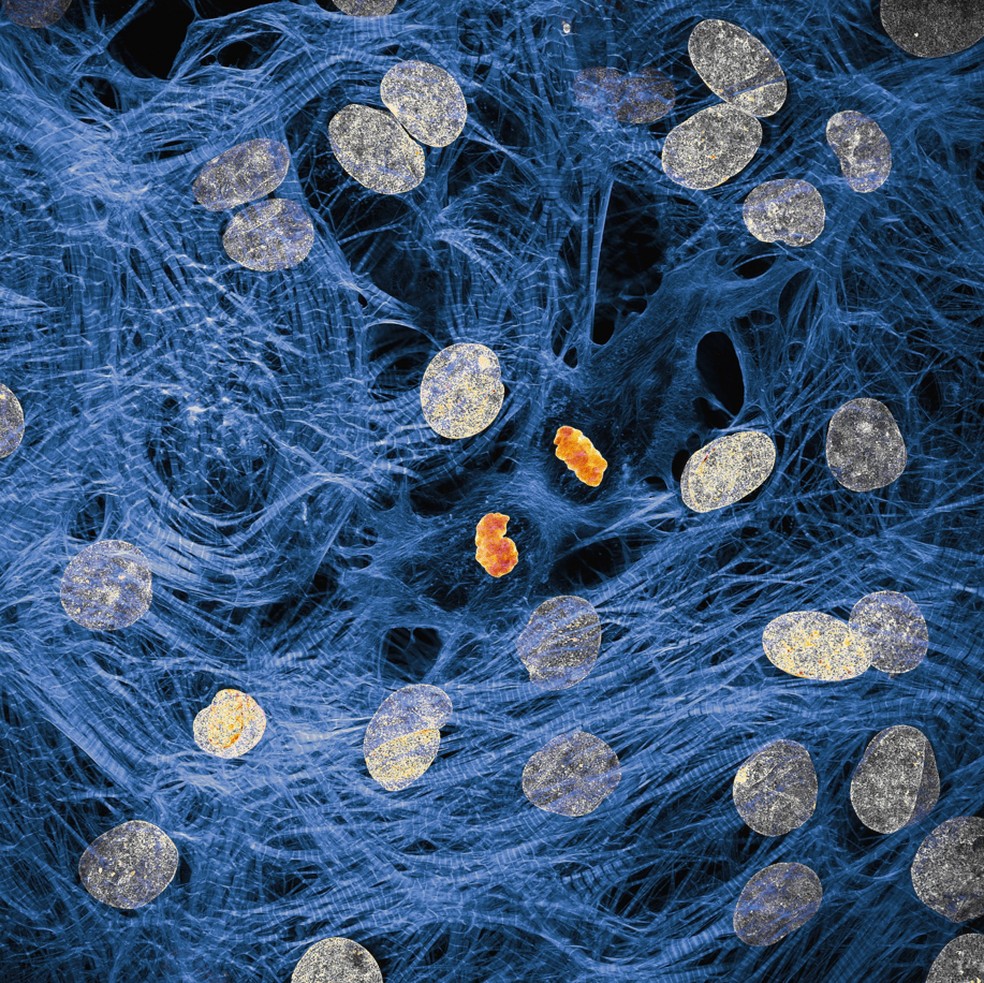 Células do músculo cardíaco com cromossomos condensados após a divisão celular. A imagem do americano James Hayes ficou em 4º lugar no Nikon Small World 2025. — Foto: James Hayes / Nikon Small World 2025