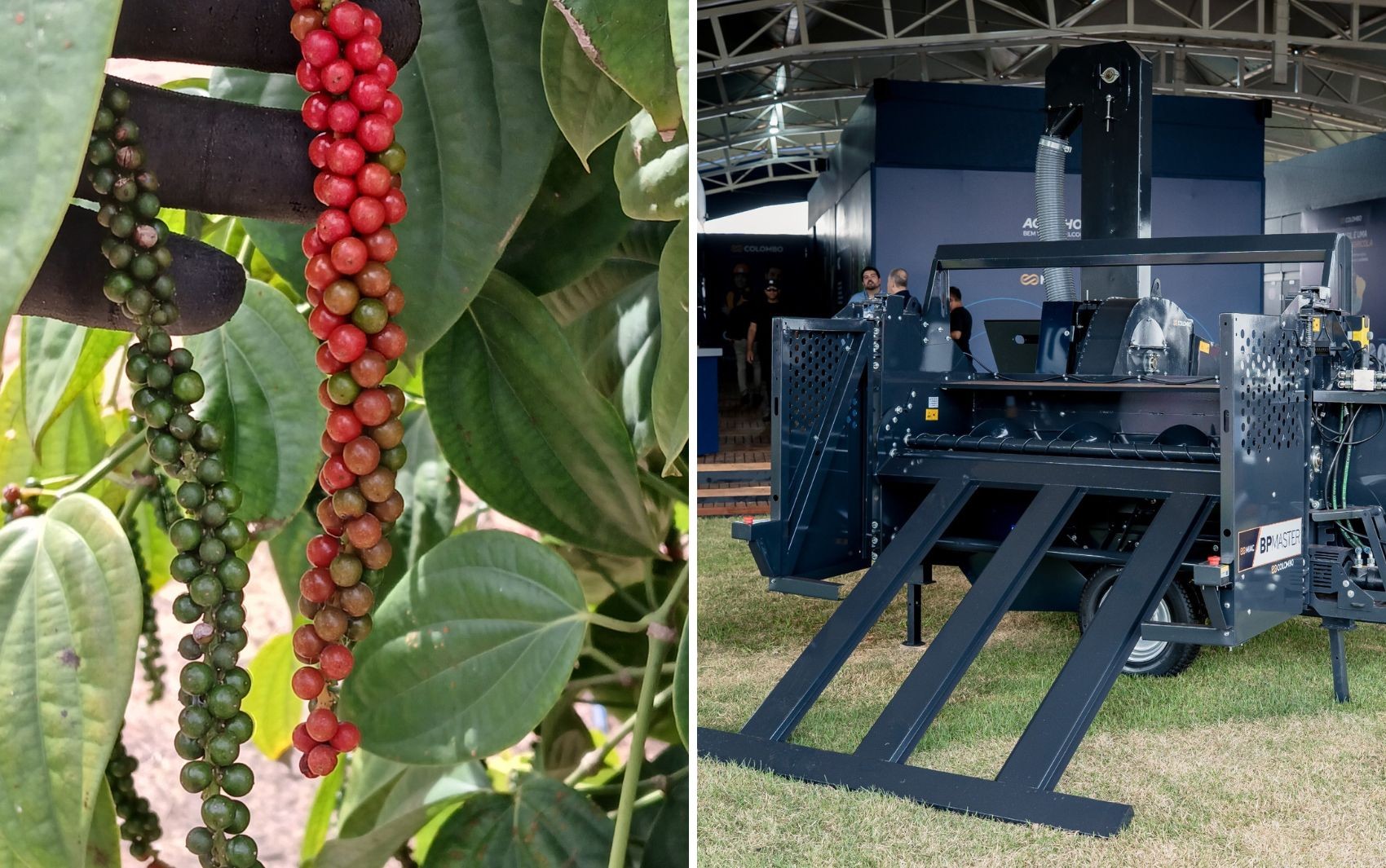 Tecnologia lançada no interior de SP pode transformar colheita de pimenta-do-reino; entenda