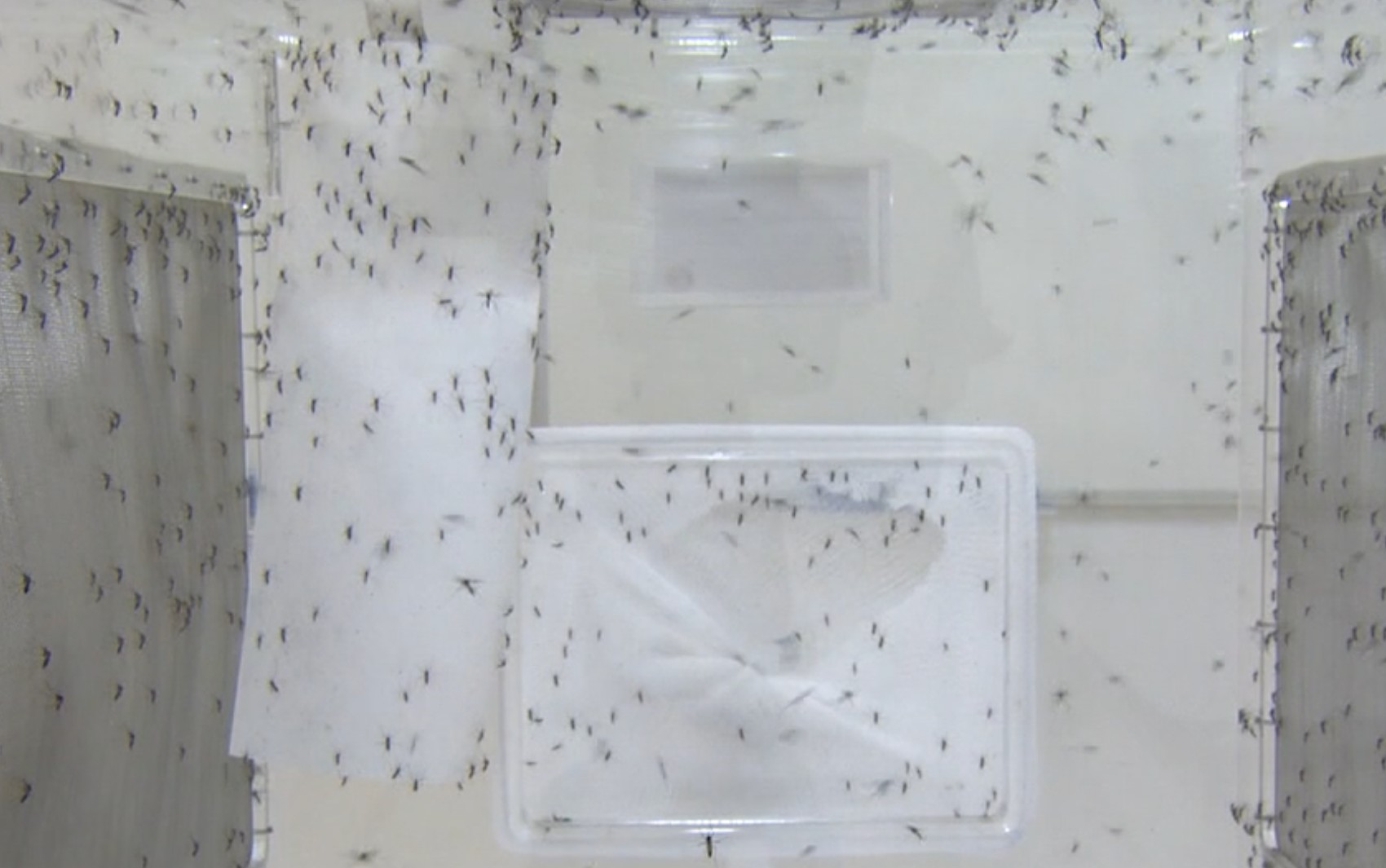 Biofábrica de mosquitos que bloqueiam a dengue começa a operar em Ribeirão Preto, SP