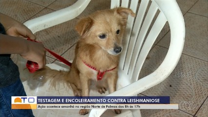 Ação de encoleiramento e testagem de cães contra leishmaniose será realizada neste sábado