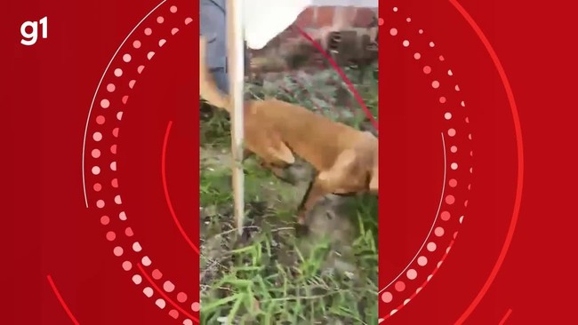 Cemitrio clandestino com corpos esquartejados  encontrado em SC