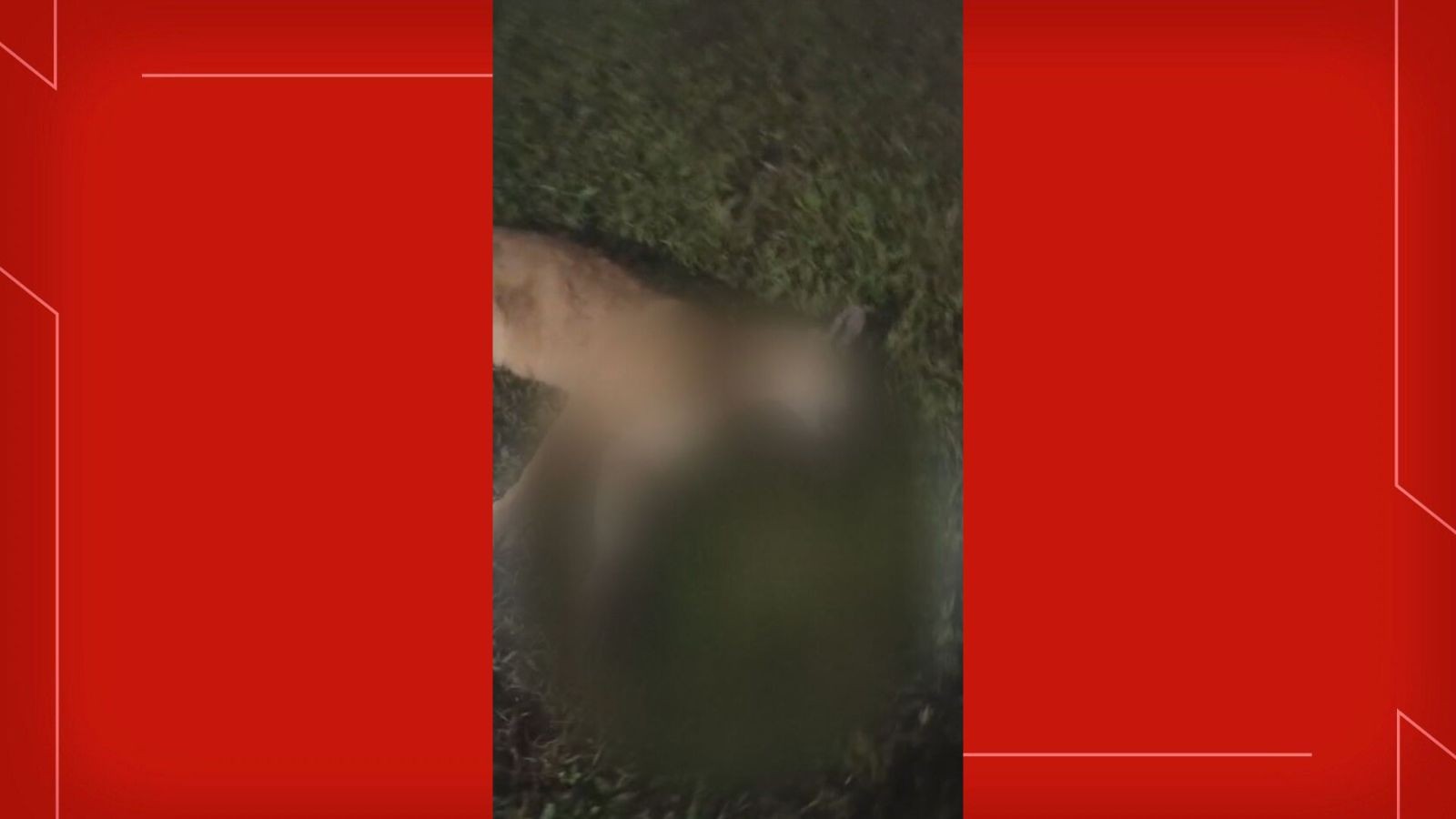 Onça é atropelada e morre no DF