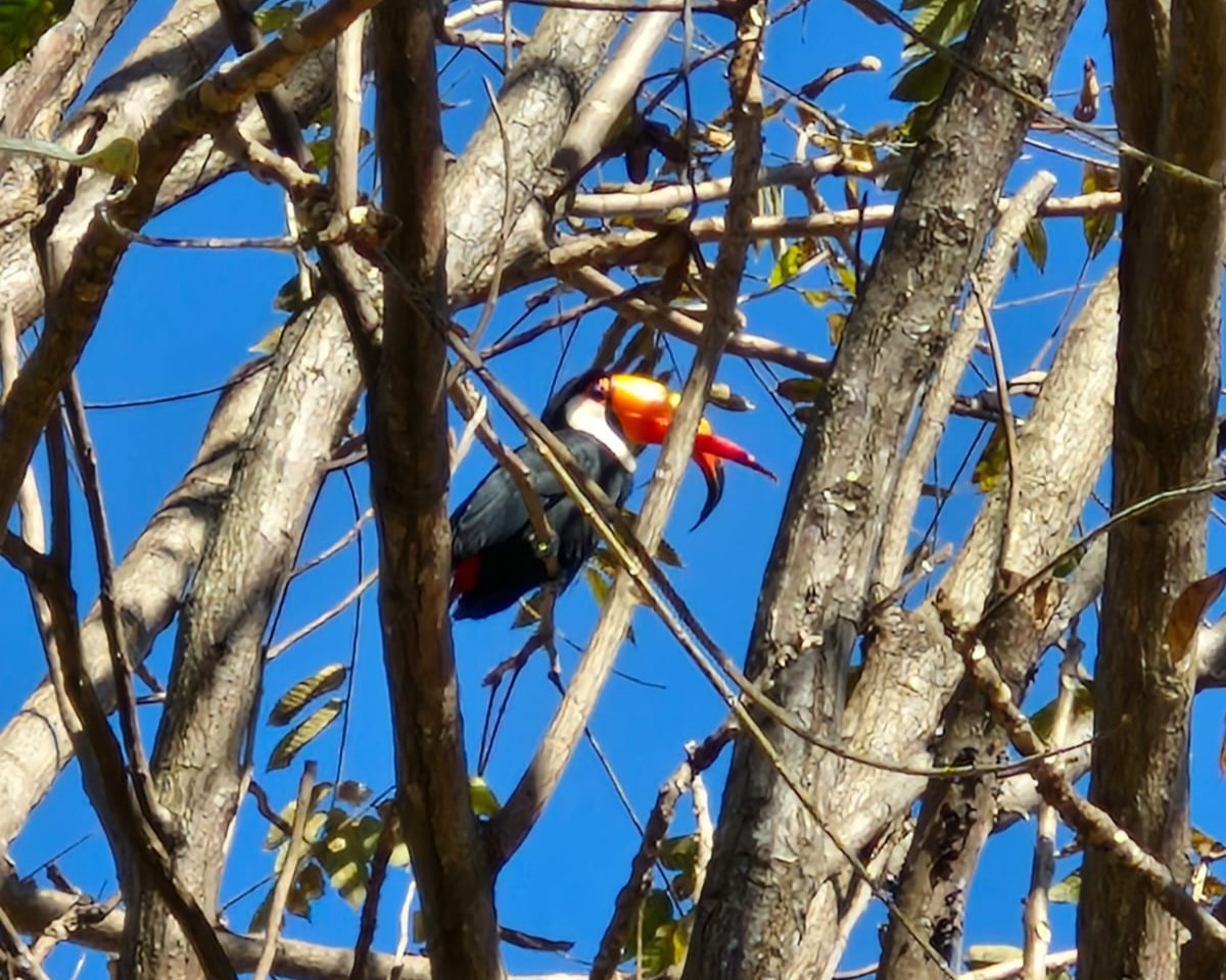 Tucano-toco com má formação no bico surpreende ao se adaptar na natureza