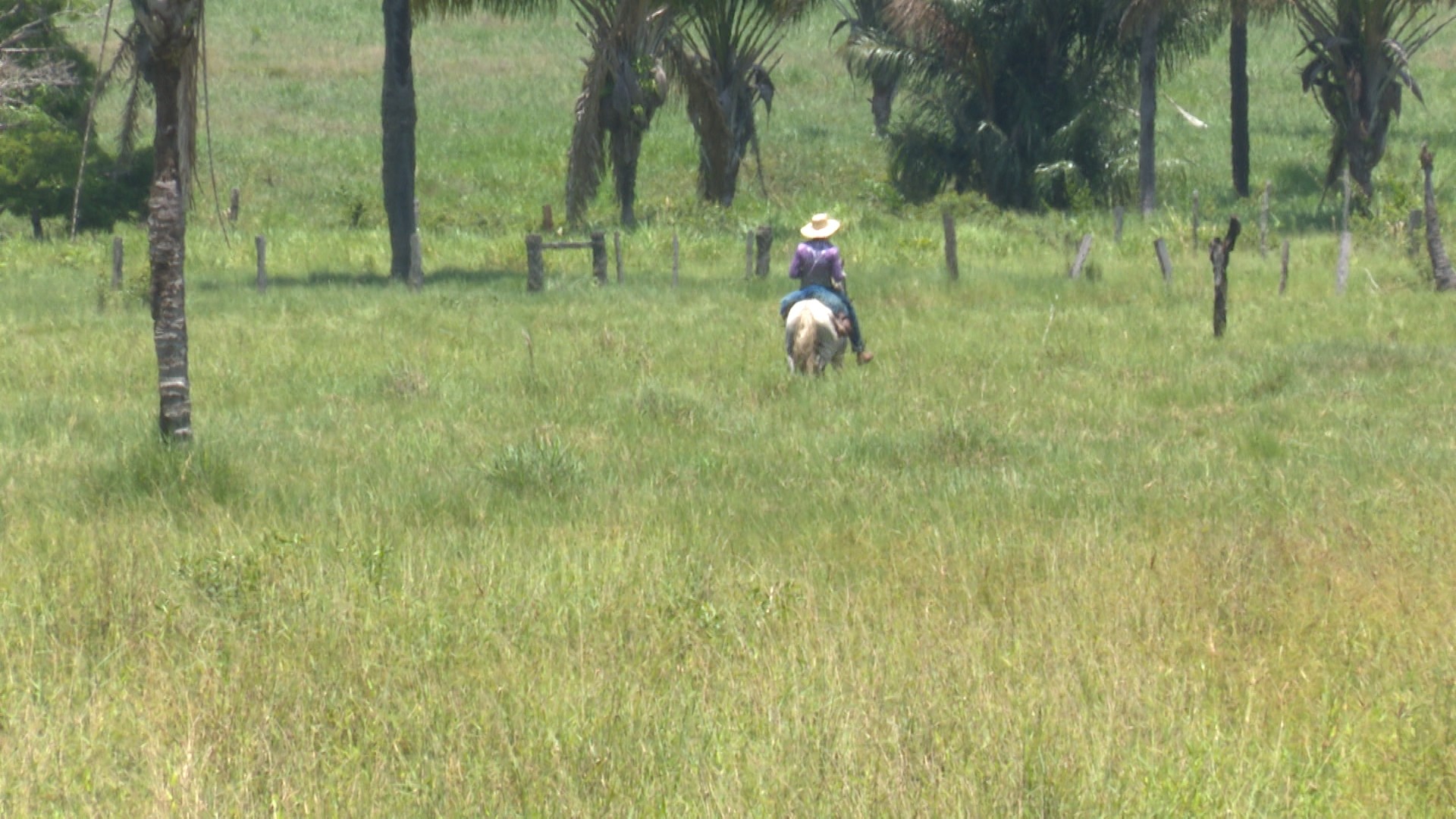 Parceria essencial no campo: como cavalos ajudam vaqueiros no trabalho em fazendas de Roraima