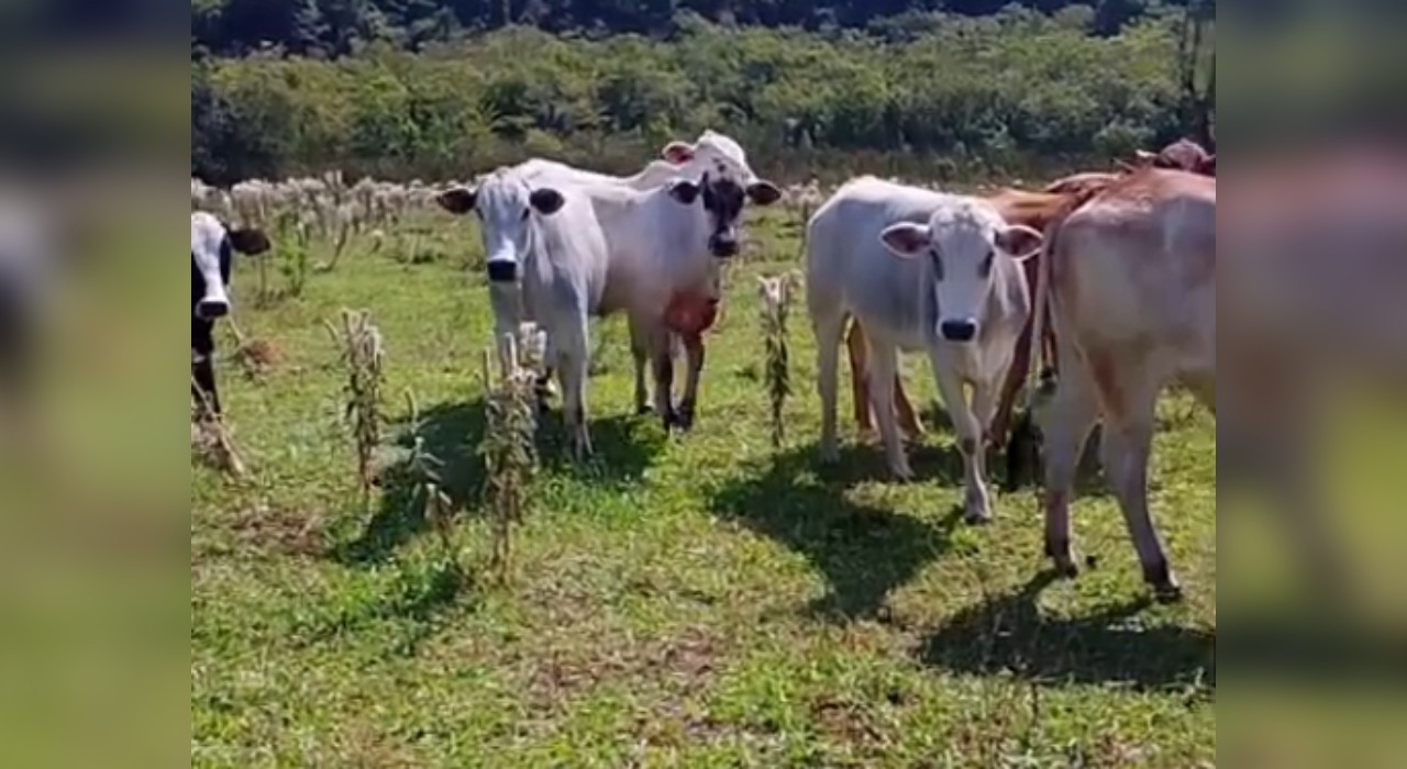 Polícia investiga furto de mais de 30 cabeças de gado em propriedade rural de Porto Feliz