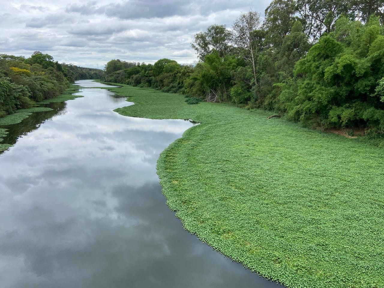 Aguapés cobre o Rio Piracicaba, em Americana, e especialista alerta para risco de mortes de peixes