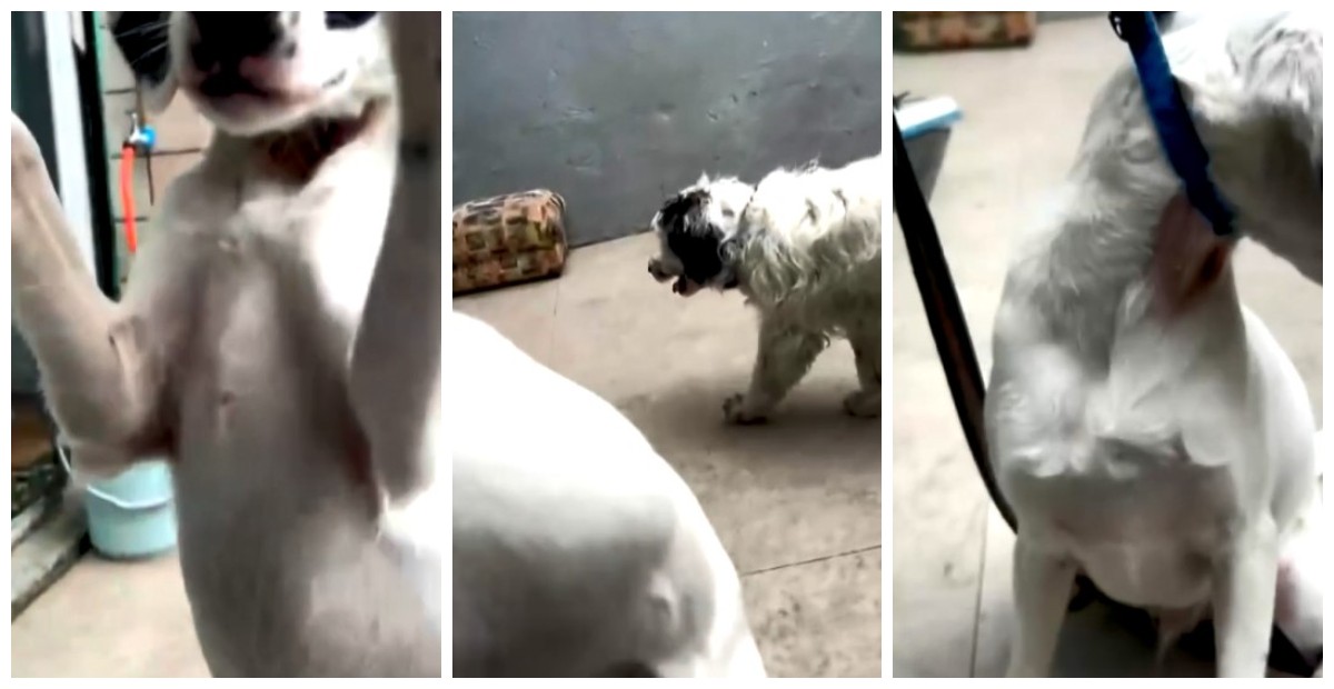 Chutes e coleira de choque: polícia investiga escola de adestramento de cães após denúncia de maus-tratos em Guarulhos