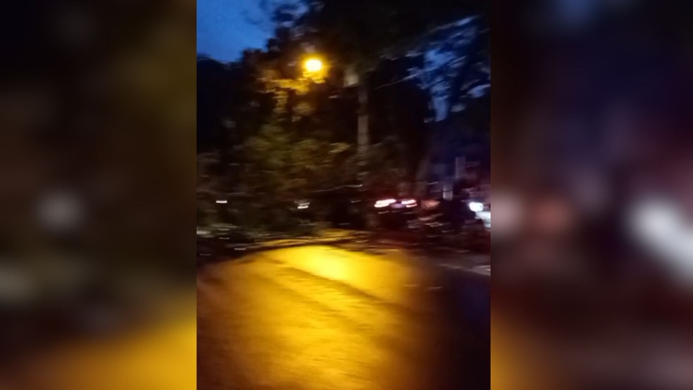 Árvore cai em cima de motociclista durante chuva em São José do Rio Preto (SP) — Foto: Arquivo Pessoal