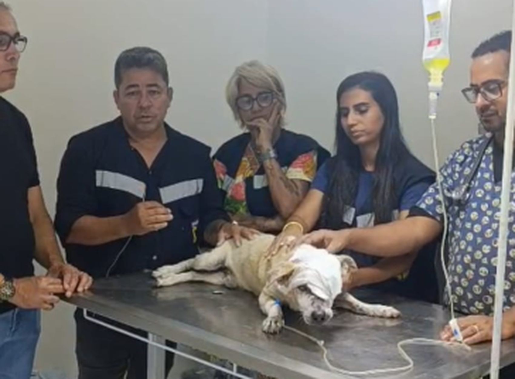 Cachorro é esfaqueado na Grande Aracaju; suspeito está foragido