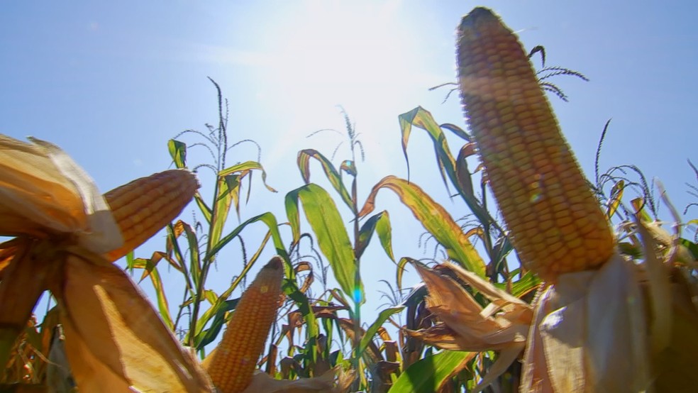 Produtores colhem milho — Foto: Reprodução/TV TEM