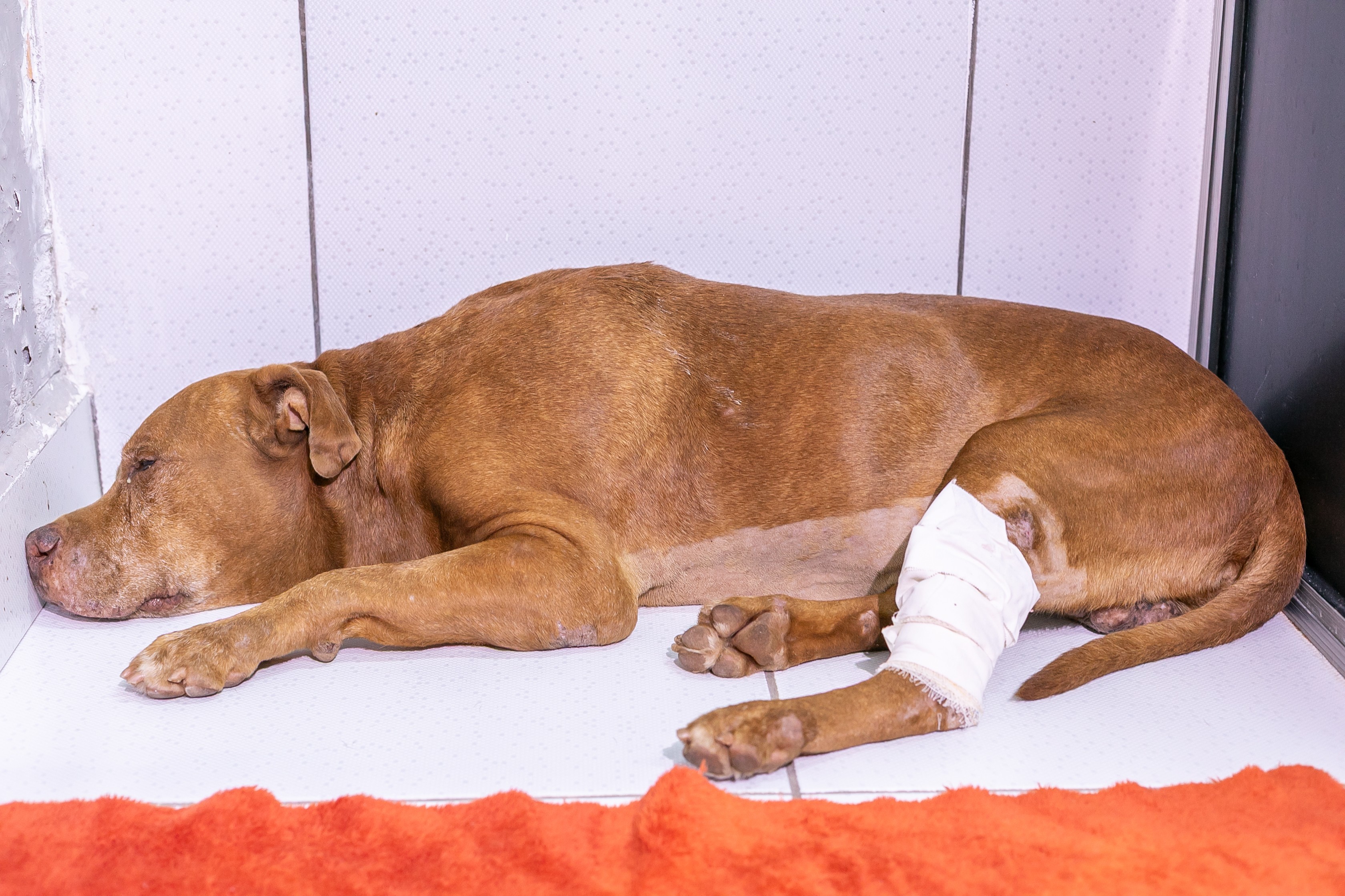 Pitbull enterrado vivo em quintal morre 5 dias após resgate em Cuiabá