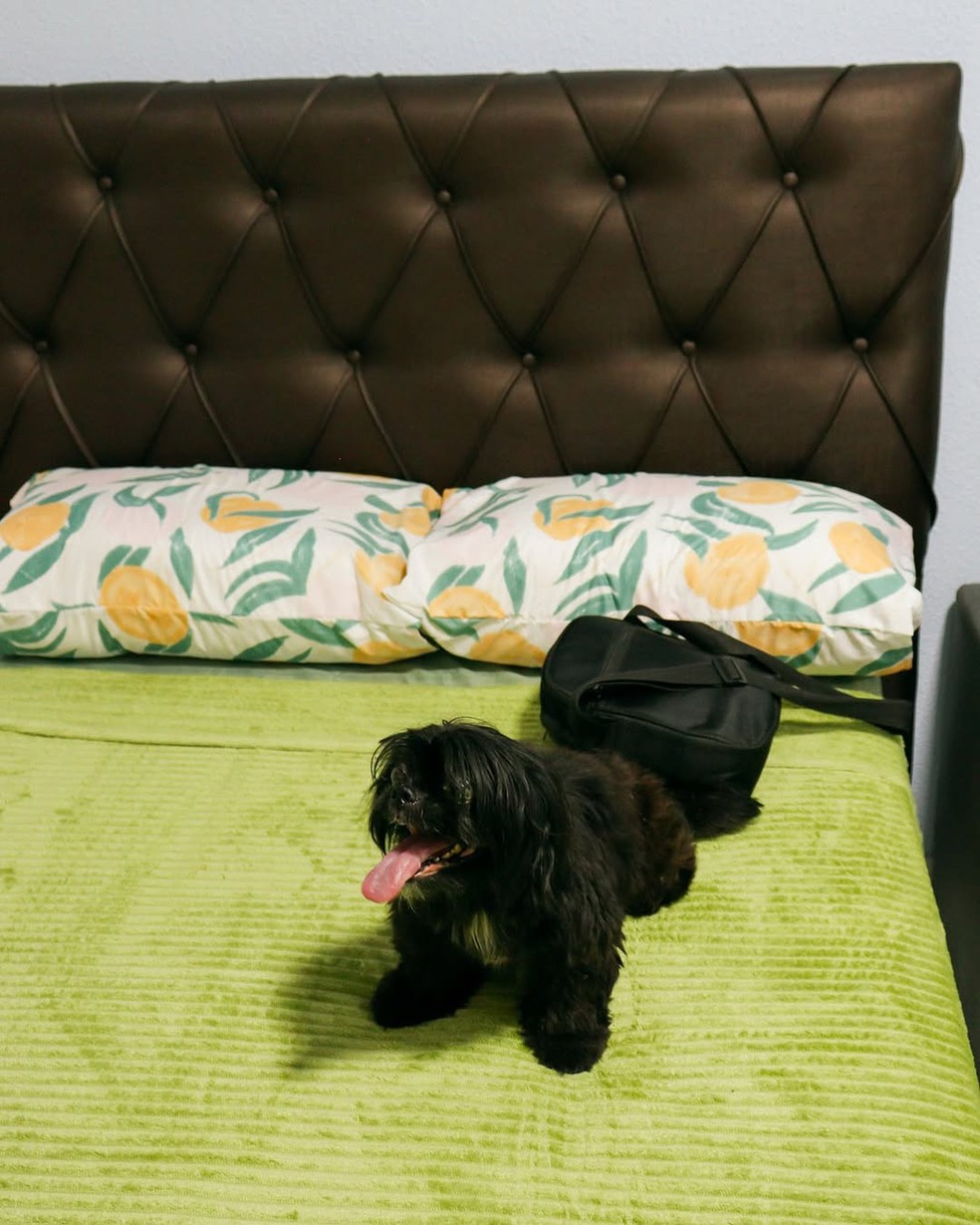 Lolita, cachorrinha do ator Marcos Oliveira, na nova casa, no Retiro dos Artistas — Foto: Divulgação/ Retiro dos Artistas