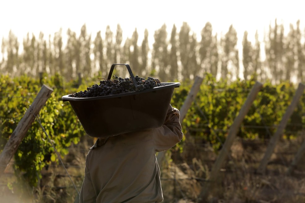 Bodega Weinert, em Mendoza: brasileiros representam 70% do turismo de vinhos na empresa — Foto: Divulgação/Weinert
