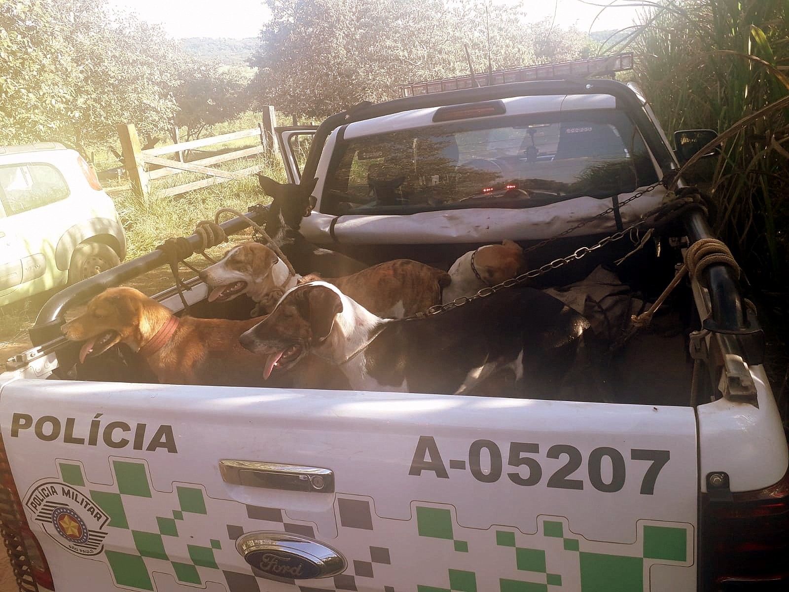 Sem água e sem comida, 11 cães são resgatados em situação de maus-tratos em Brotas