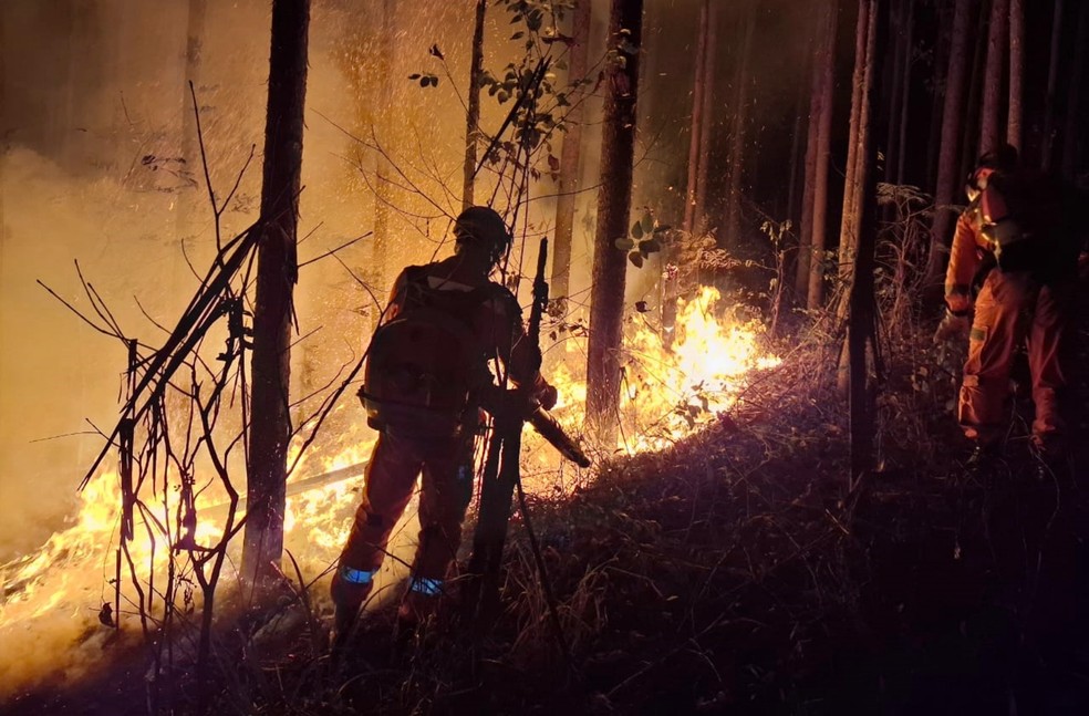 Fazenda com plantação de eucaliptos pega fogo na zona rural de Soledade de Minas, MG — Foto: Corpo de Bombeiros