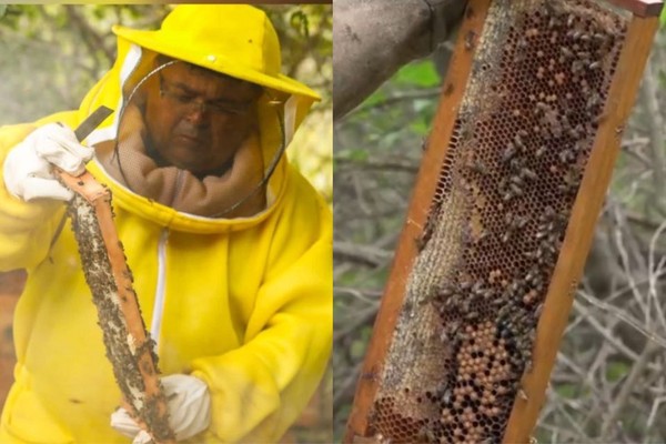 Após tarifaço de Trump, exportador de mel orgânico perde venda de 585 toneladas — Foto: Arquivo pessoal/Paulo Roberto/TV Clube