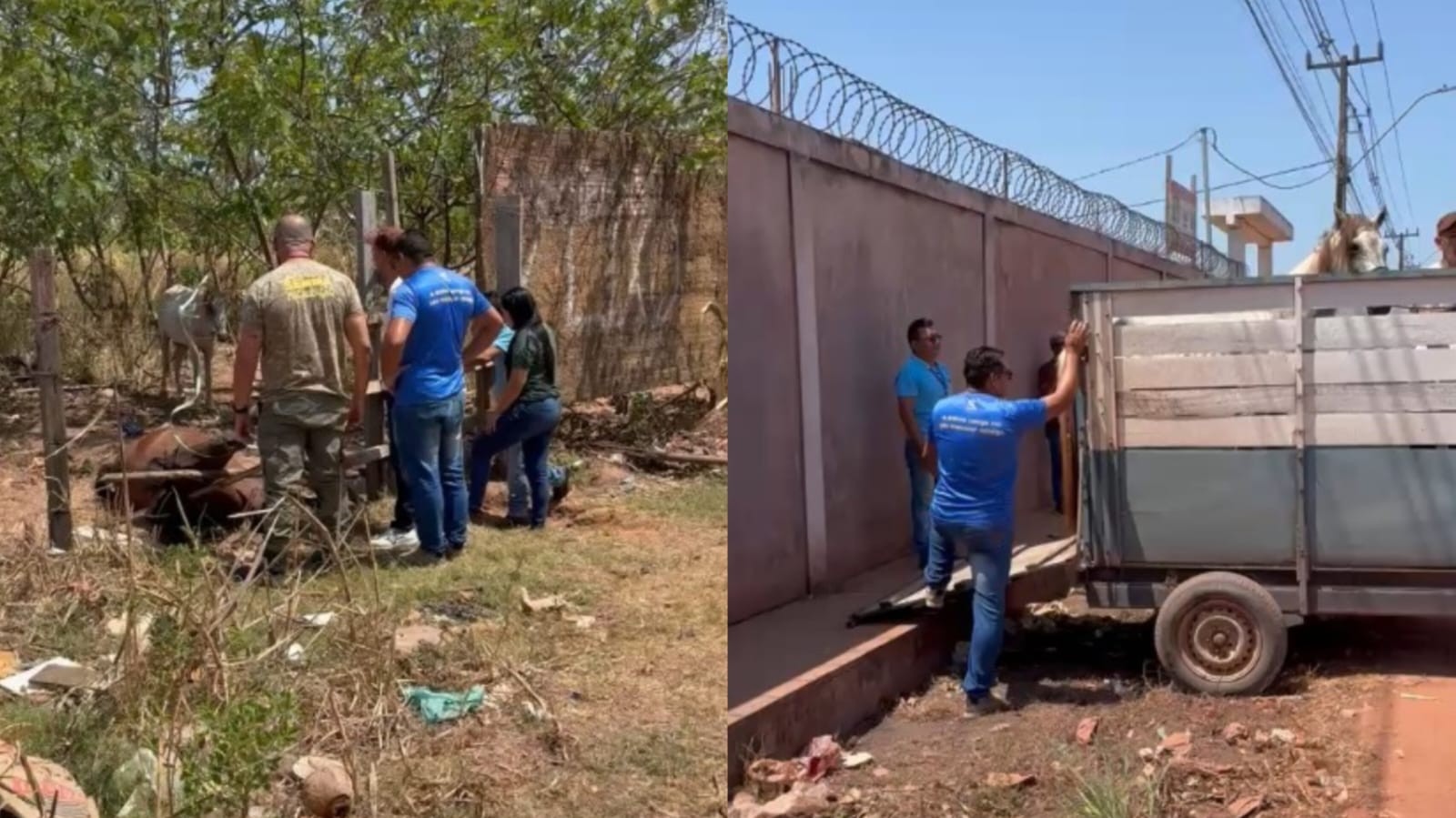 Cavalo morto é abandonado em Santarém e outro é resgatado após denúncia de maus-tratos
