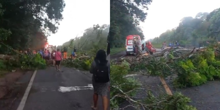 Árvore cai em rodovia que dá acesso à Ilha de Mosqueiro, em Belém
