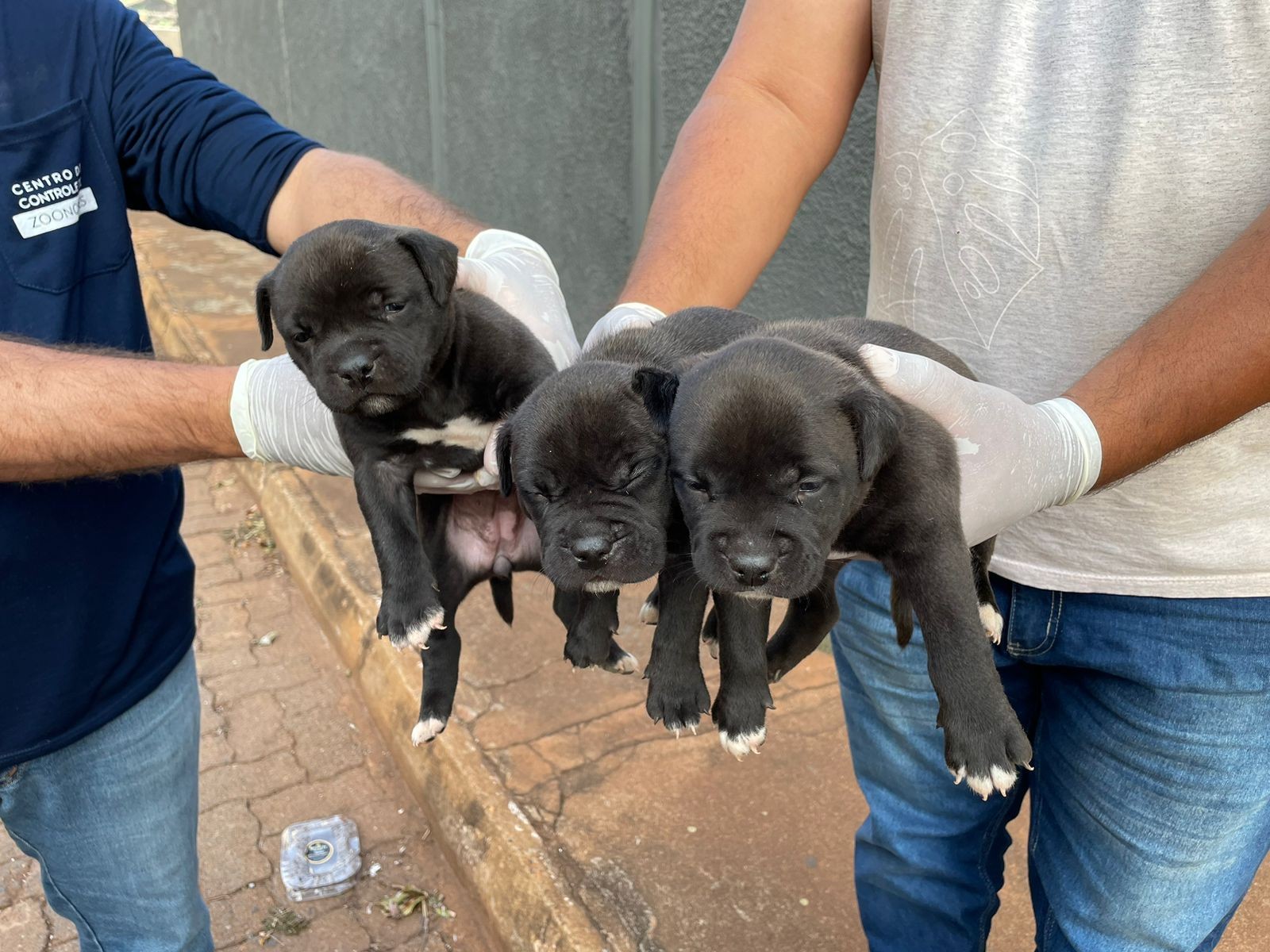 Ataque de Pitbulls mata idoso e deixa dois feridos no interior de MG