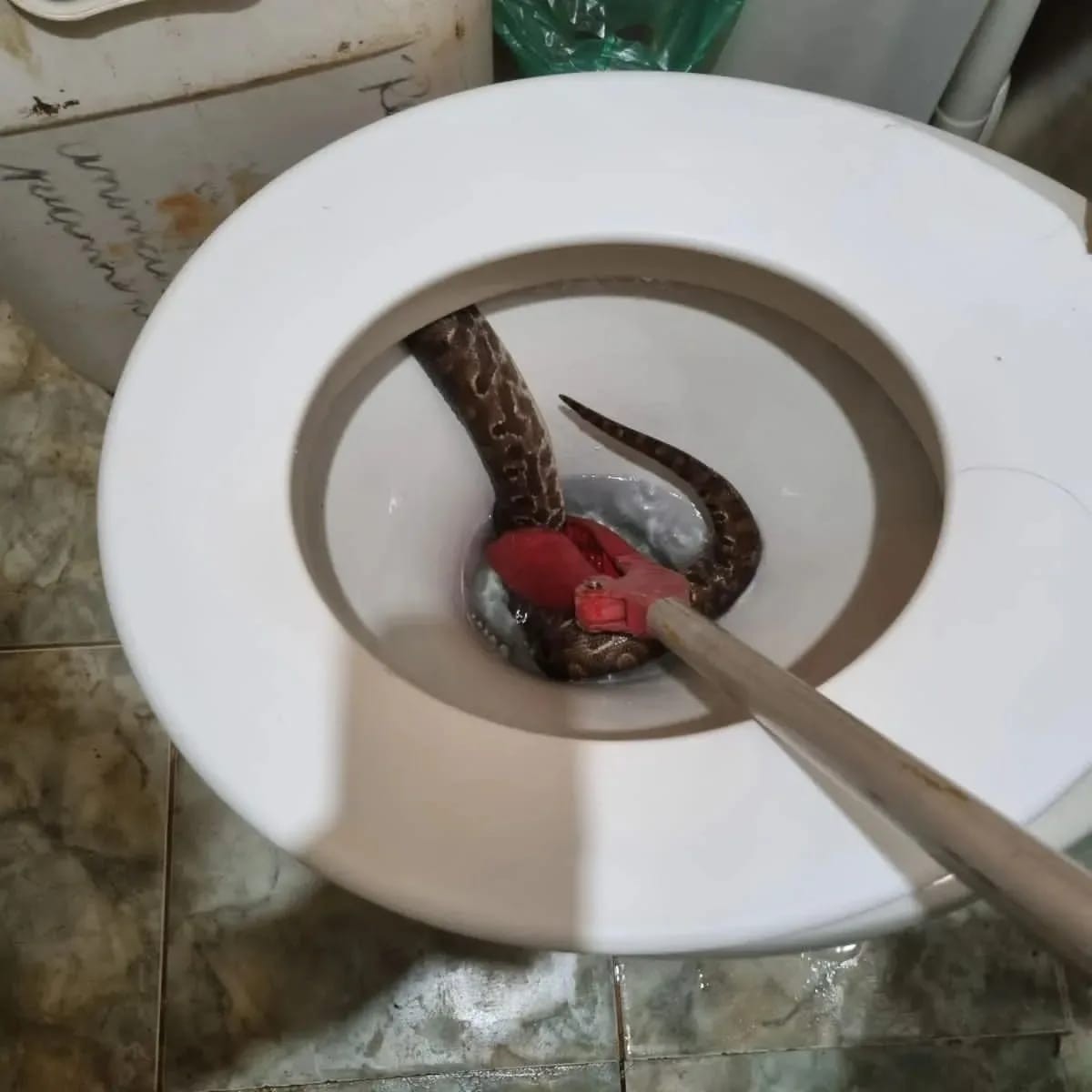 Na Austrália, cobras infestam vasos sanitários - Jornal O Globo