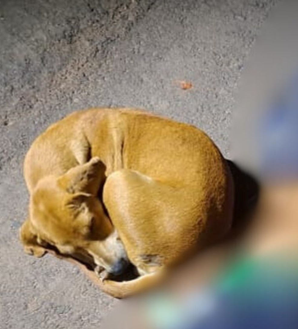 Cachorro caramelo não saiu do lado de homem morto no AC — Foto: Alexandre Lima