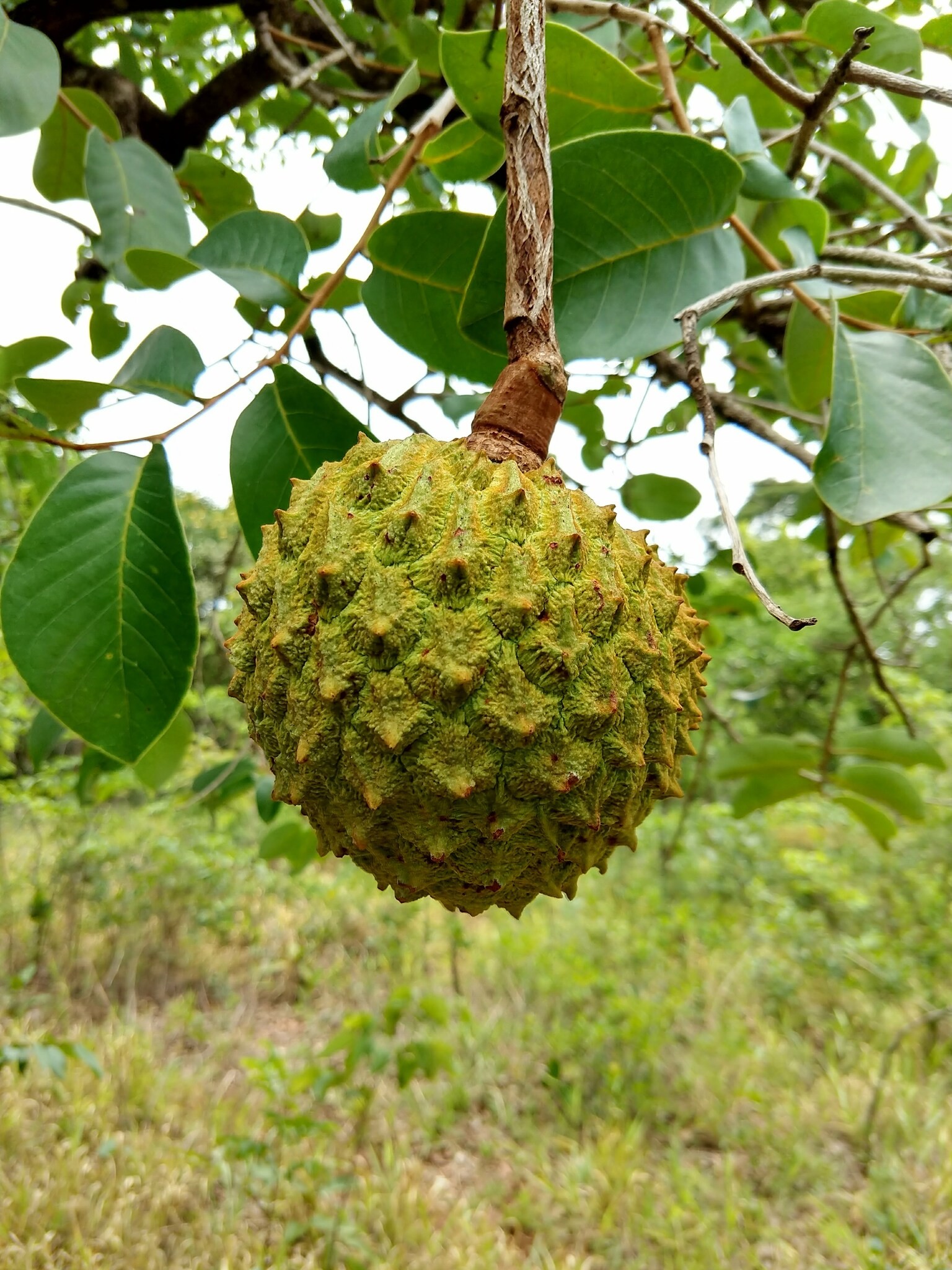 Bombou no g1: fruta que é símbolo de resistência no Cerrado virou brasão de cidade e nome de escola de samba