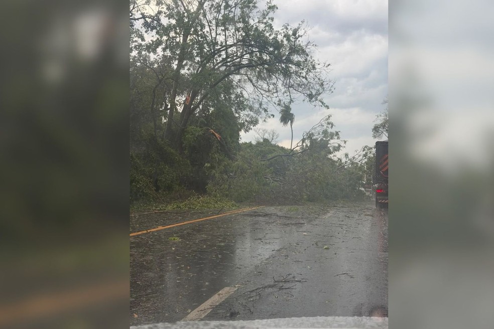Chuva causa queda de árvores na BR-153 em José Bonifácio (SP) — Foto: Reprodução / Rede Social