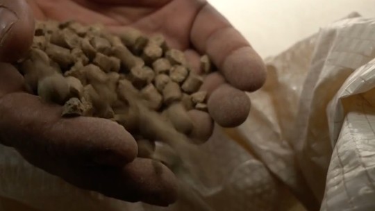 Em caso inédito, ração tóxica causa a morte de ao menos 245 cavalos, diz Ministério da Agricultura
- Um dos garanhões mais premiados e valiosos do país morreu em Atalaia, Alagoas, com suspeita de intoxicação alimentar. O g1 tenta contato com o fabricante neste domingo para obter posicionamento atualizado.