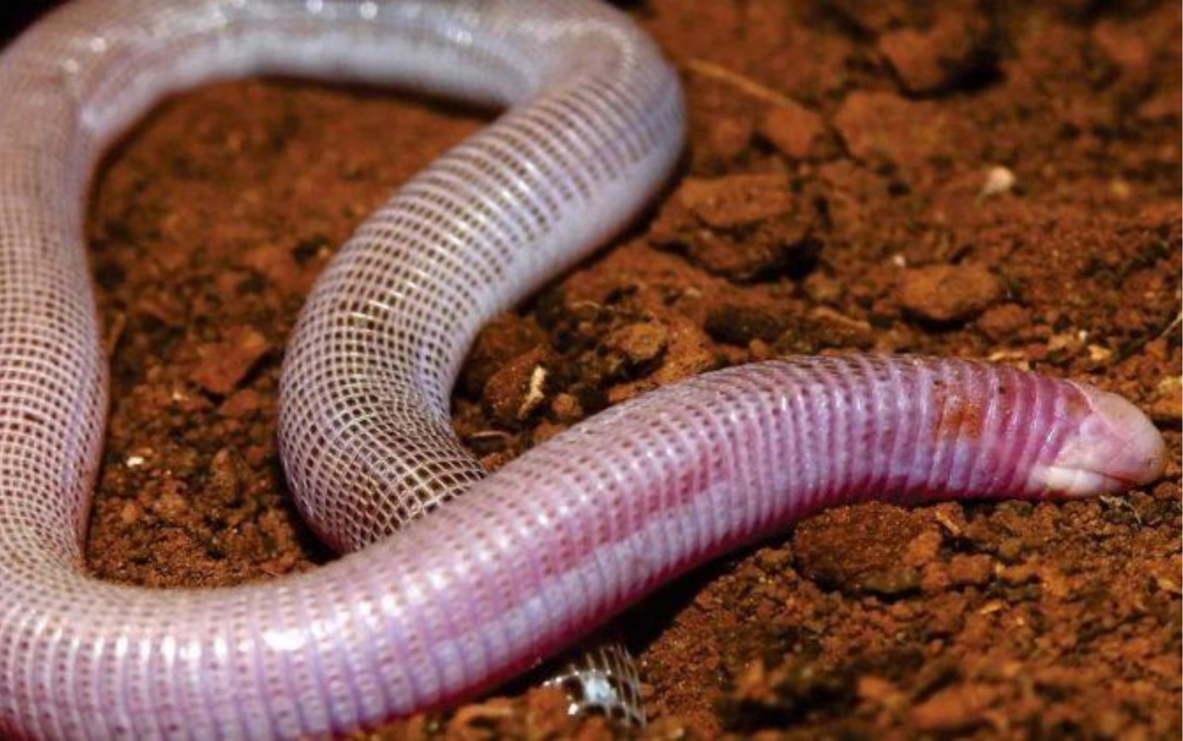 Anfisbena Ametista: Conheça Nova Especécie de Réptil Descoberta na ba; Animal é conhecido como 'cobra-de-duas-cabeças' | Bahia